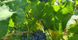 Hola. Venta de uvas Vides de alta calidad para