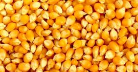 Maíz amarillo y blanco disponible. Condiciones de pago TT.
