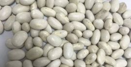 Frijoles rojos y blancos disponibles. Condiciones de pago TT.