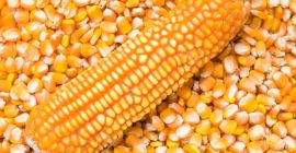 MAÍZ BLANCO Y AMARILLO, MAÍZ KERNEL ENTERO El maíz