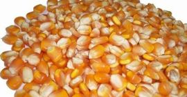 MAÍZ BLANCO Y AMARILLO, MAÍZ KERNEL ENTERO El maíz