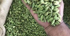 Suministramos cardamomo negro / verde / marrón con los