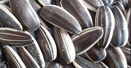 rop Black Sunflower Seeds Precio de alta calidad -