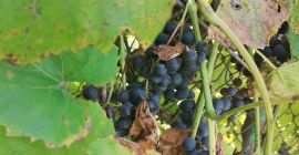 Hola uvas negras ecológicas Precio a acordar llamar al