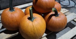 Venderé calabazas gomez. Peso de 1 a 5 kg.