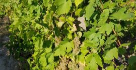 Uvas Riesling italianas 2-3 toneladas. Envíe un mensaje para