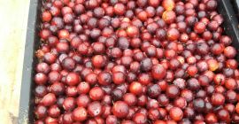 Venderé arándanos de frutos grandes de mi propia plantación.