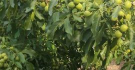 Vendo nueces en producción de cáscara 2021 Para más