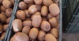 Ventas al por mayor de kiwi de grado 1