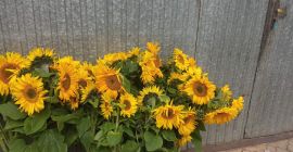 Hermoso girasol, cultivo ecológico. Bienvenido.