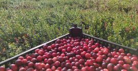 ARÁNDANO ECOLÓGICO con Certificado Ecológico. Arándanos orgánicos de cultivo