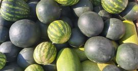 Venderé sandías de mi propio cultivo. Posibilidad de establecer
