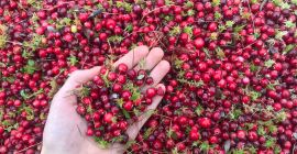 Precio de arándano rojo por kg, perfecto estado, limpio.