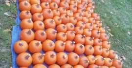Vendo grandes cantidades de Calabaza, calibre 1-12 kg. Halloween