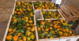 Laverida venderá naranjas españolas y mandarinas Iwasaki españolas. Fruta