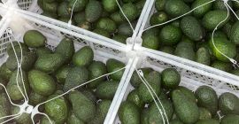 Laverida venderá AVOCADO HASS. Clase I. ¡Bienvenidos!