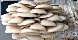 Buenos días damas y caballeros. Nuestra empresa puede ofrecer