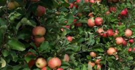 Venderé manzanas orgánicas para mousse. Romper. Certificado ecológico.