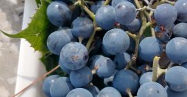 Venderé uvas negras de mi propia parcela. Son perfectos