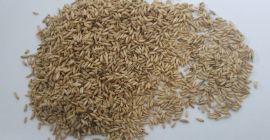 - Golden Linen 22-66 t al precio de 850