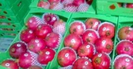 Granada rubí La más alta calidad de los jardines