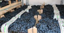 Venta de uvas de Moldavia.