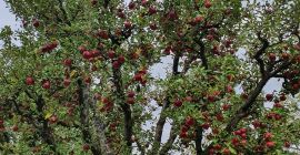 Manzanas frescas del huerto.