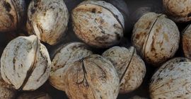 Vender al por mayor calidad de producción de nueces