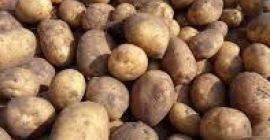 Hola. Tengo Catania e Irga a la venta. Patata