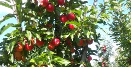 Apple Gala Black, talla 7+