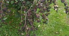 Aronia de mi jardín, para mi propio uso. No