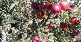 De 10 árboles en el huerto fruta muy sana.