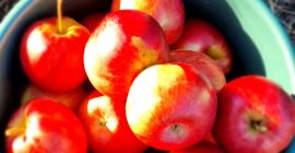 Manzanas directamente del huerto.