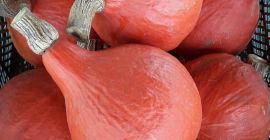 Venderé una calabaza hokkaido de mi propia agricultura ecológica.