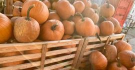 Calabaza para tallar para Halloween! Todavía tenemos calabazas muy