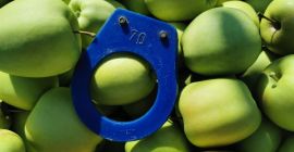 Dorado, Gala, Rojo Jonaprins,