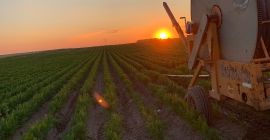 Venderé eneldo, bonito, sano, certificado. Cantidades al por mayor,