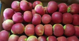 Manzanas Golden Delicious, Gala Schnico, RedJonaprince Select, Dark Ligol,