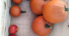 Calabazas para la venta, Hokkaido, Gomez, Spitfire