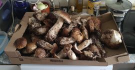 Boletus edulis recolectados en la sierra madrileña