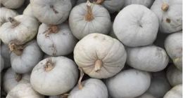 COCINAR CALABAZA