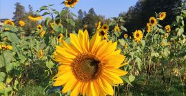 Venderé flor cortada de girasol, diferentes tamaños posibles a
