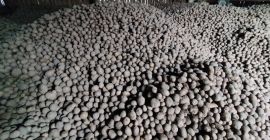 Patatas grandes de buena calidad. Tenemos alrededor de 30