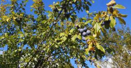 ¡Hola! Vendo ciruelas de las siguientes variedades: tul, eneldo