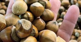 Hola, Ofrecemos las variedades Catalana y Cosford de esta