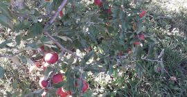 Vendemos grandes cantidades de manzanas rumanas: Ionatan, Florina, Idared