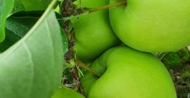 Hola. Tengo Golden Delicious 100t, Red Jonaprince Select 2