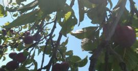 Venta de brandy de ciruela, ¡la alta calidad da