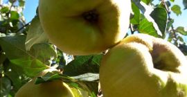 Vendemos membrillos frescos recogidos directamente del huerto, en una