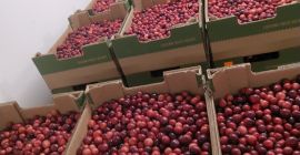 Venderé arándanos de frutos grandes.